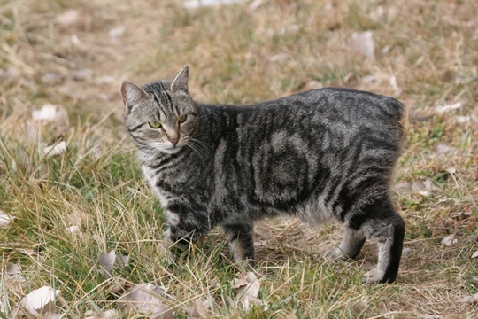 The History of The Manx Cat