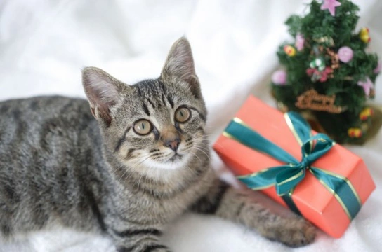 Christmas Presents For Cats
