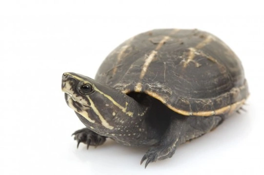 Caring for a pet mud turtle