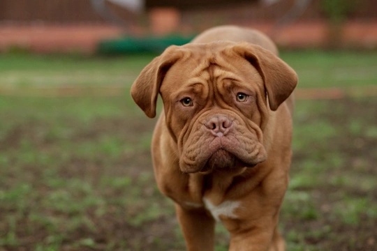 Miniature dogue de sales bordeaux