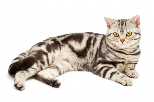 The Difference Between a British and American Shorthair Cat