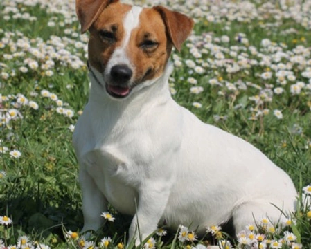 Il Jack Russell Terrier, razza polivalente dal grande carattere