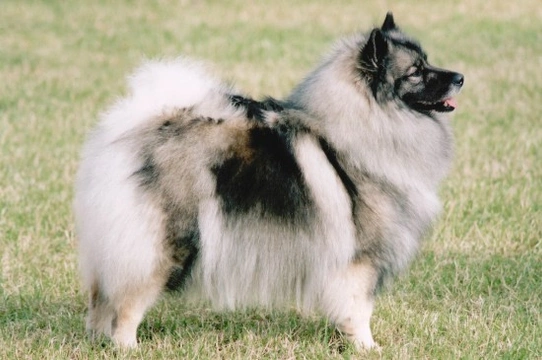 Is the Keeshond dog a good choice of pet?