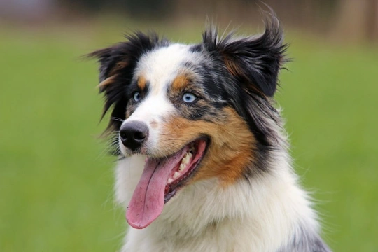 Iris Coloboma in Dogs