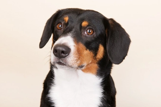 More About the Lovely Entlebucher Mountain Dog
