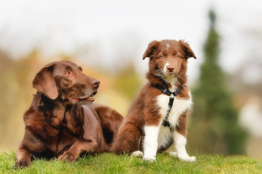 How a female dog’s body changes after having puppies and weaning her litter