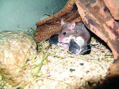 Křečík bělonohý (Peromyscus polionotus)