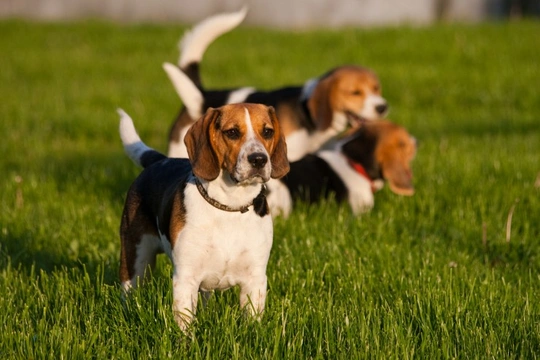 Hyperlipoproteinemia in dogs explained