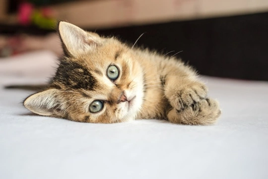 Dealing with fleas on young kittens