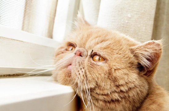 Common Emergencies You May Have to Deal with in an Older Cat