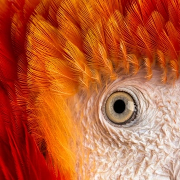 Eye Disorders Commonly Seen in Birds