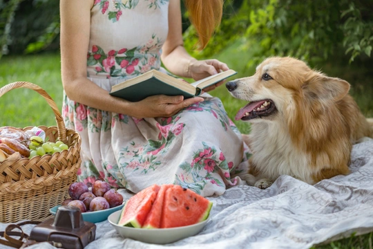 Fun summer activities to do with your dog