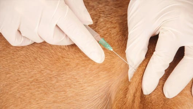 Vaccinaties bij volwassen honden