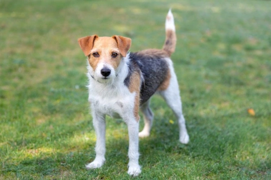 10 Things You Might Not Know About Jack Russell Terriers