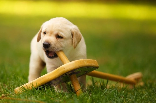 Why Dogs Love To Chew So Much