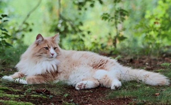 Ten Interesting Facts About Norwegian Forest Cats
