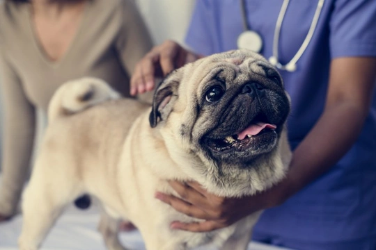 Why are regular health checks so important for your pet?