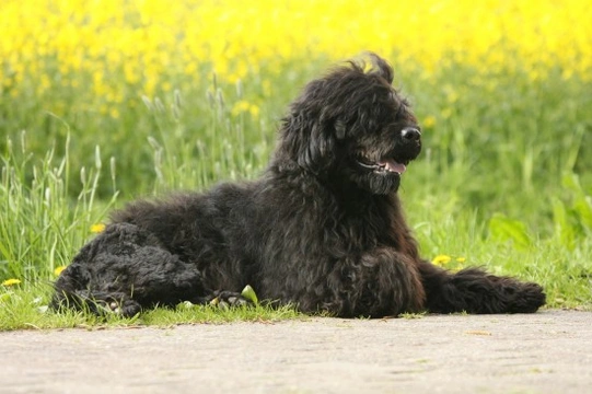 Ten of the best dog breeds for allergy sufferers