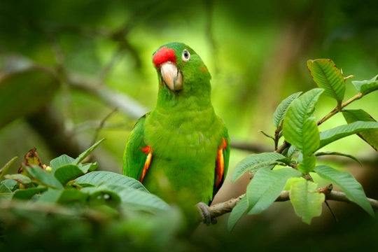 Tajemný svět papoušků: Životní prostředí papouška a ekologie