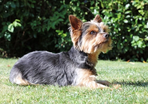 Australian store silky terrier