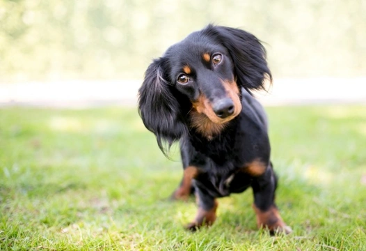 Ten things you need to know about the Dachshund before you buy one
