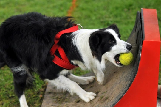 Teaching your dog the basics of flyball