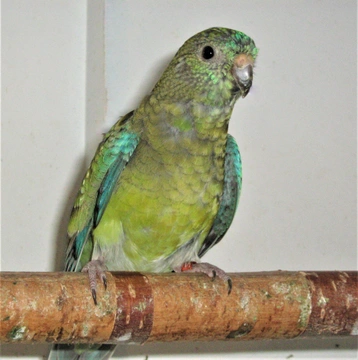 Papoušek zpěvavý (Psephotus haematonotus) 6. část – Nemoci a prevence v chovu