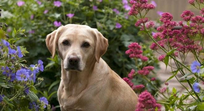 Labrador retriever clearance food allergies