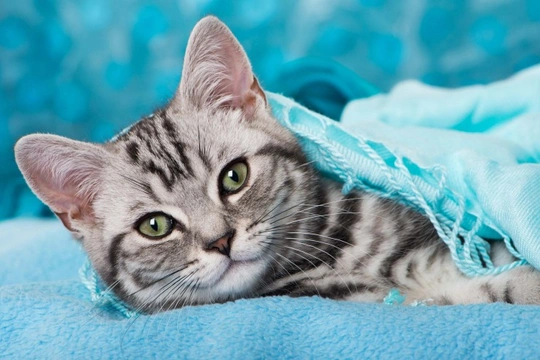 Why do cats like to sleep on items of clothing?