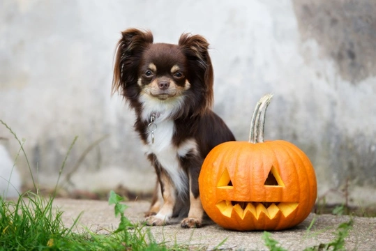 Make Sure Your Pet’s Halloween is Happy