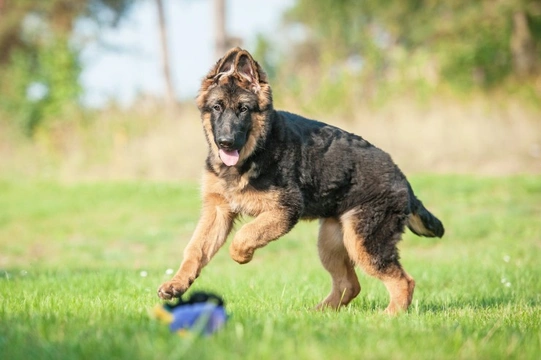 Training the German shepherd puppy
