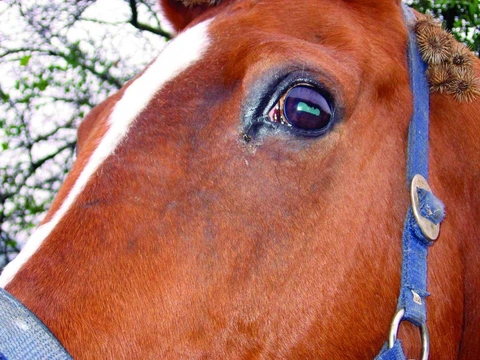 Koňský domácí lékař 18: Zanícené oko