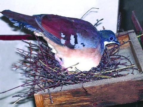 Odchov holuba Bartletova