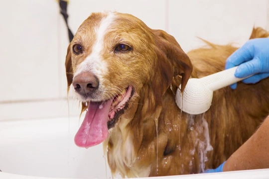 Do frequent baths help to ease allergies in dogs?