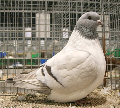 Štraser  – nejznámější holubi 44