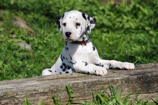 can dalmatians be left alone? 2