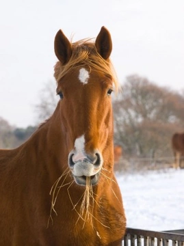Horse Tips On How to Winter Feed & Keep The Bills Down