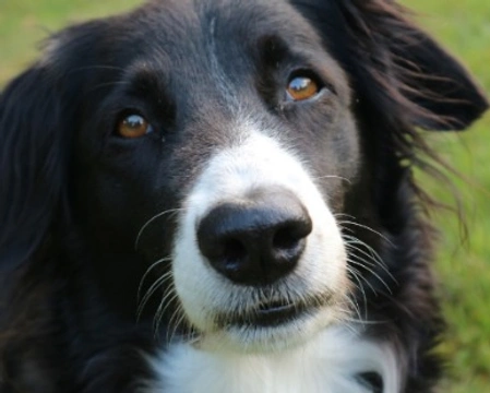 Addestramento del Border Collie