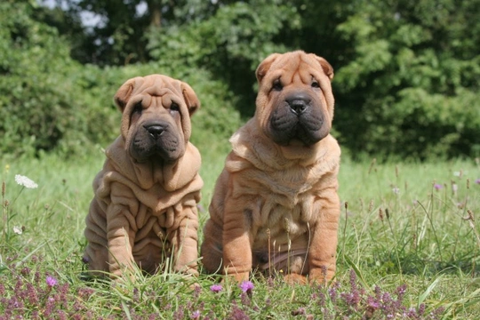 Common diseases of the Shar pei dog