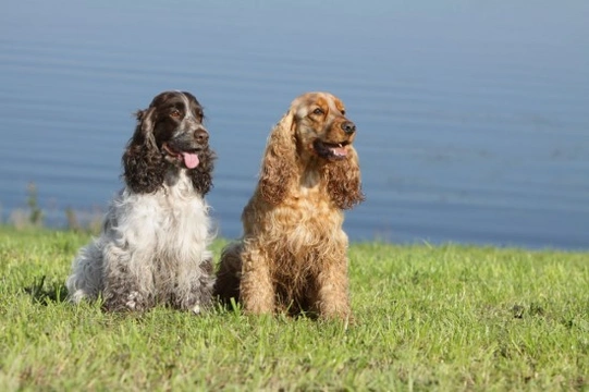 English cocker hot sale spaniel show type