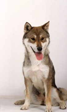 All About the Shikoku Dog Breed