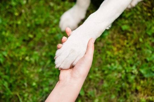 Why having a dog is the ultimate long-term relationship