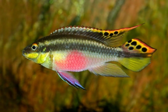 All about the Kribs Fish (Kribensis)