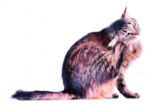 Zevní parazité koček – 1.díl: blechy a klíšťata