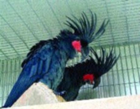 Zajímavosti z chovu kakadu palmového
