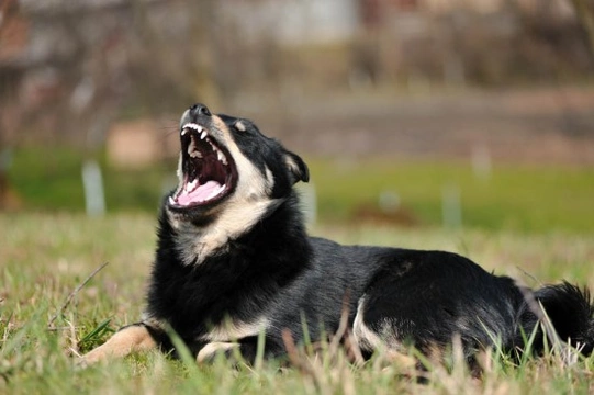 Dog Barking - How to stop your dog from barking