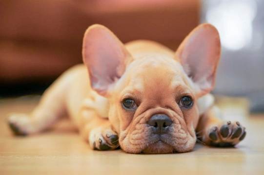 How to choose the right French bulldog breeder to buy a puppy from