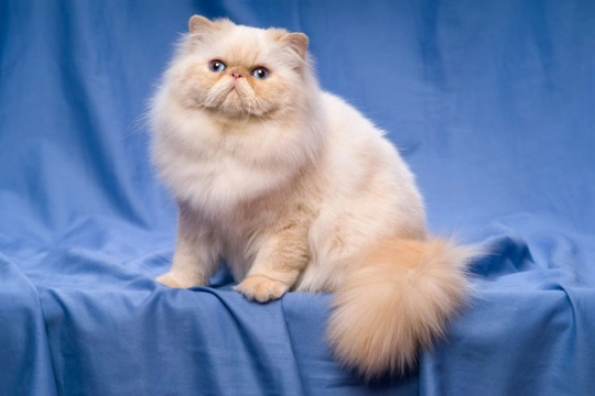 Skin problems common to the Persian cat breed