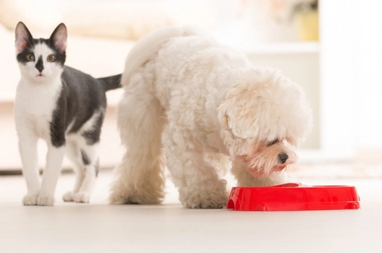 Five top tips for keeping your dog away from the cat food