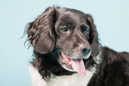 A Rarely Seen Dog Breed Worth Waiting For: The Stabyhoun